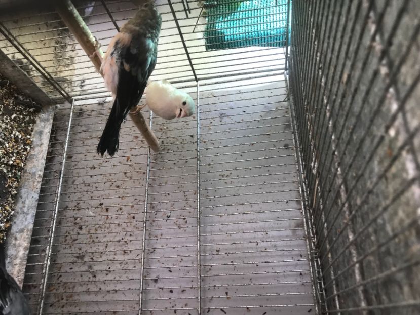 C47B392C-F2C5-4137-94B3-69C1D610A5C7 - Mugurari 2020