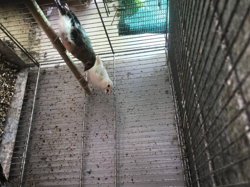 6E0C79AC-1D60-4E78-BEDF-FC4C2F272750 - Mugurari 2020