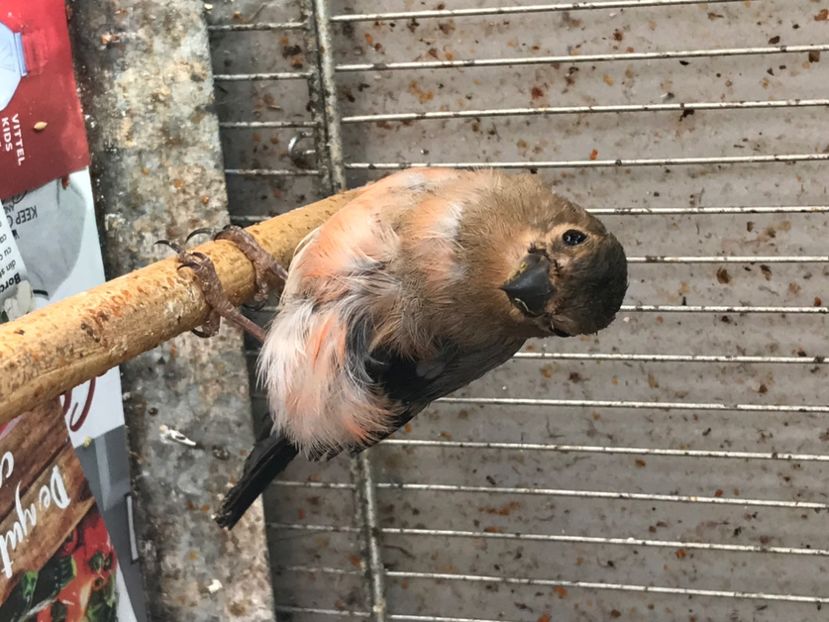 56FBC20F-33F0-4FDC-B2C0-B53BCEFB6182 - Mugurari 2020