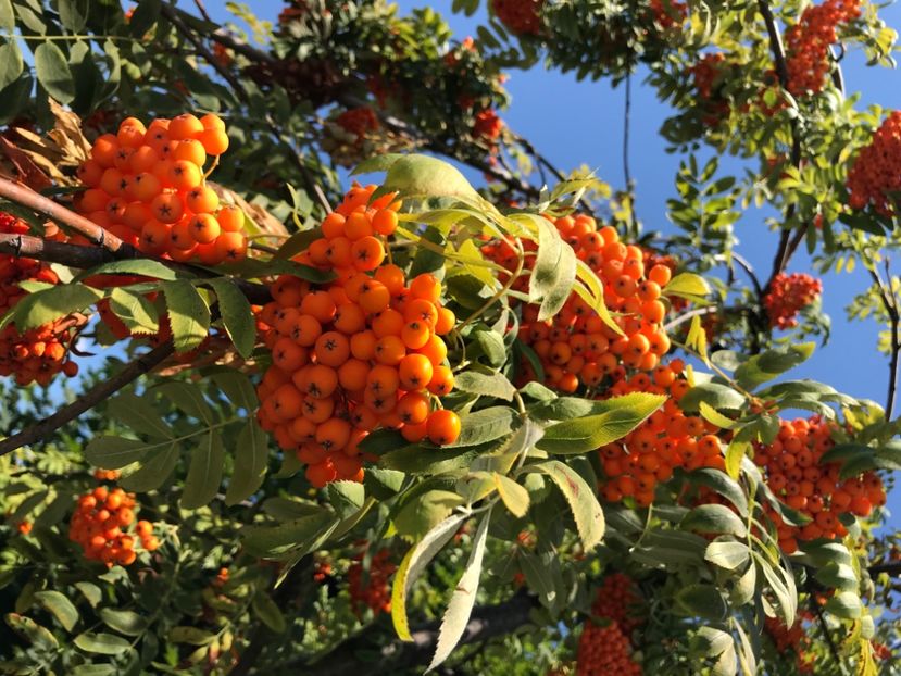 715DC807-DD99-4A9A-9DC6-F5DDE28D7004 - Mugurari 2020