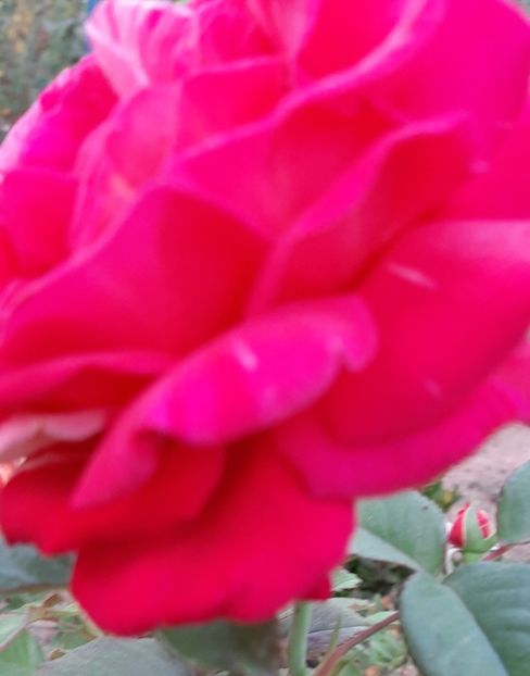 Bicolor - Rapciune 2020