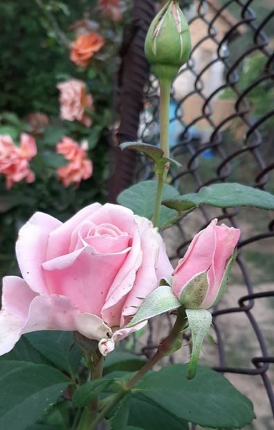 Nn_Helen - Rapciune 2020