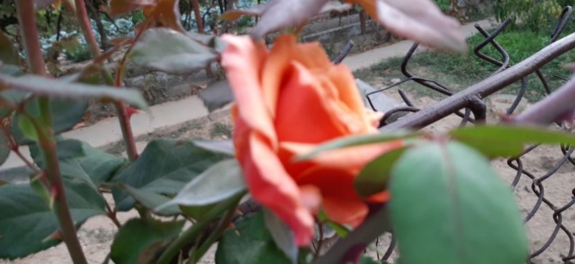 Anne Henderson - Rapciune 2020