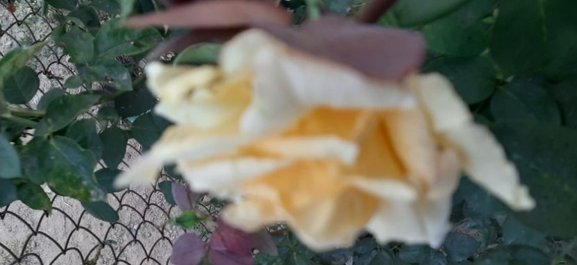 Wagner grandiflora - Rapciune 2020