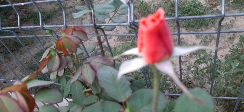 Nn Helen - Rapciune 2020