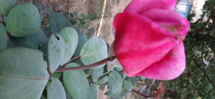 Doamna in mov - Rapciune 2020