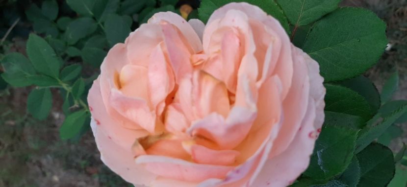 Genevieve  O. - Rapciune 2020