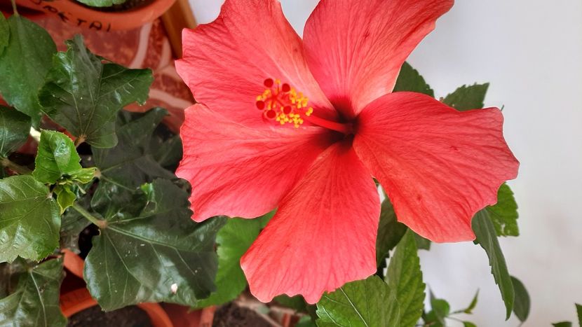  - diverse flori 2020