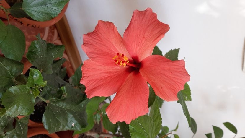  - diverse flori 2020