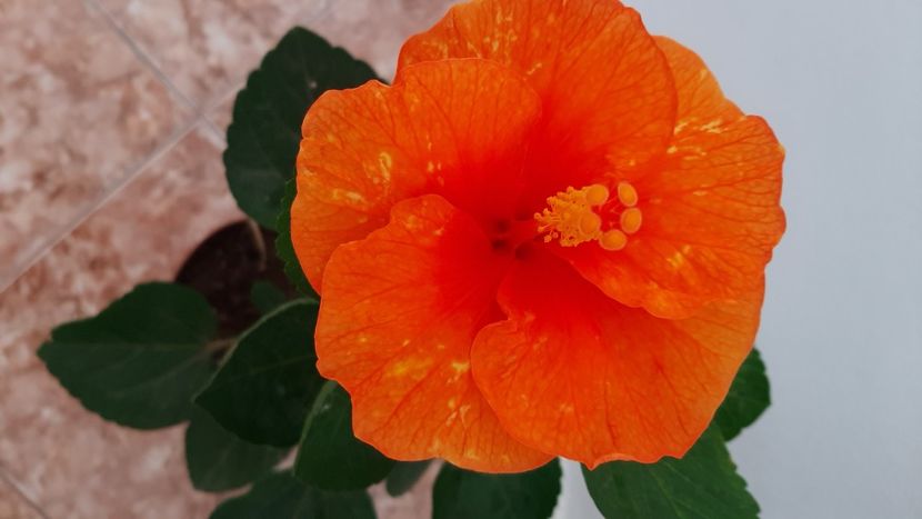  - diverse flori 2020