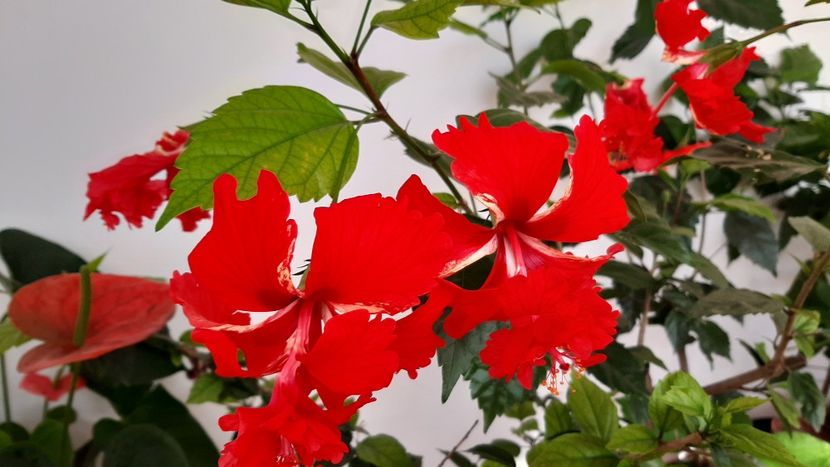  - diverse flori 2020