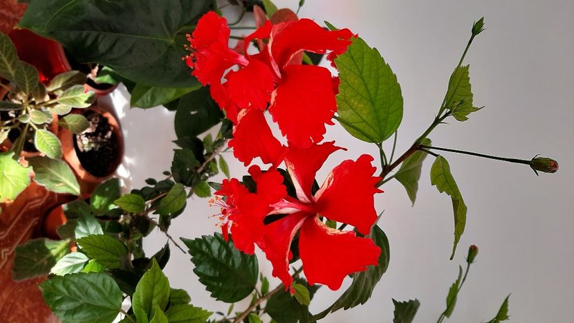  - diverse flori 2020