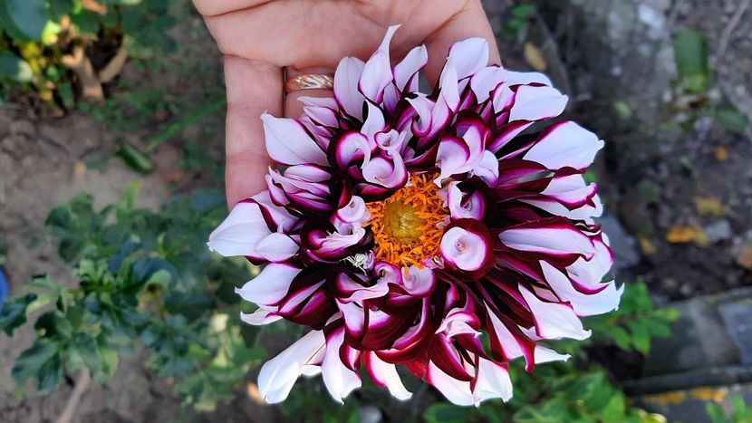  - diverse flori 2020