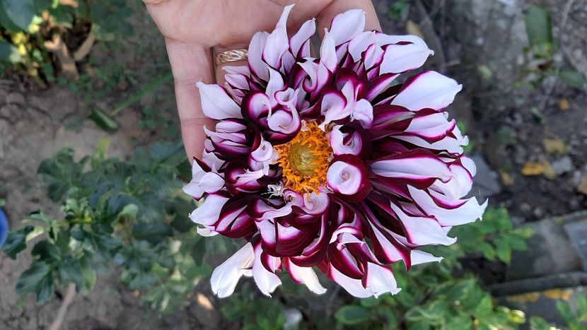  - diverse flori 2020