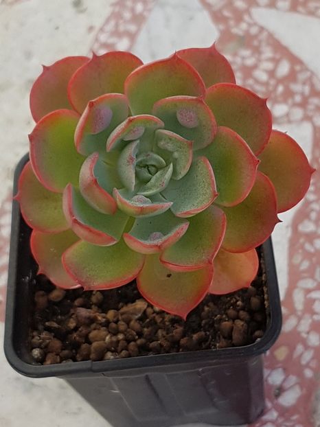 Echeveria Rain Drops - Echeveria