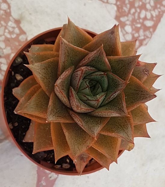 Echeveria purpusorum - Echeveria