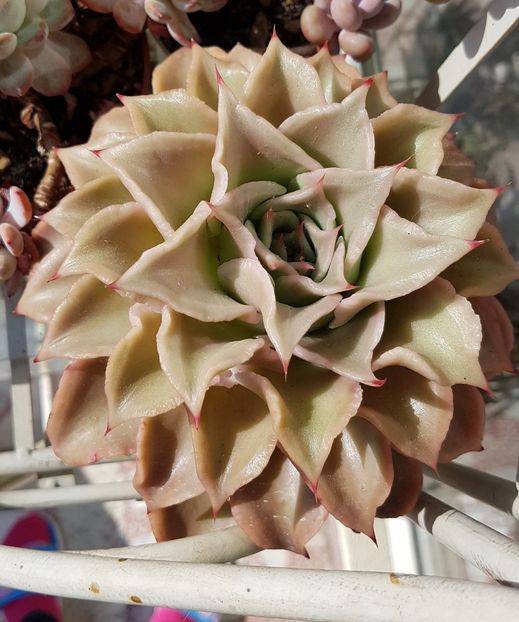 Echeveria Madiba - Echeveria