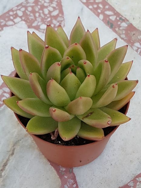 Echeveria agavoides - Echeveria