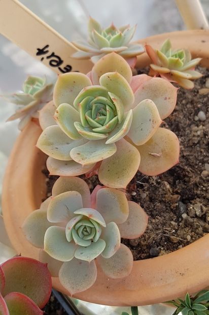  - Echeveria