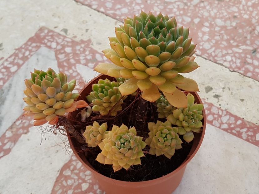 Echeveria Rundelli - Echeveria