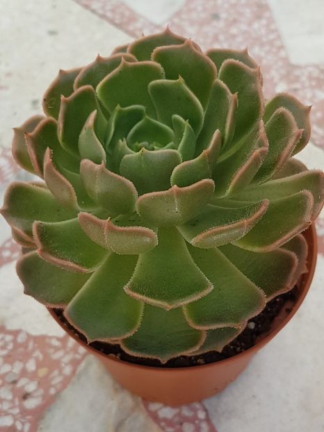 Echeveria Brown Rose - Echeveria