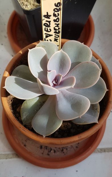 Echeveria Pearl von Nurnberg - Echeveria