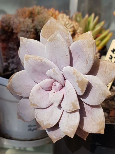 Graptopetalum pentandrum superbum - Graptopetalum