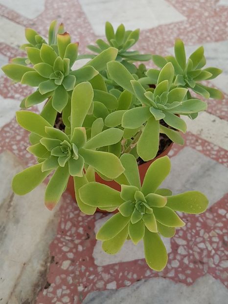 Sedum Palmeri - Sedumuri de interior