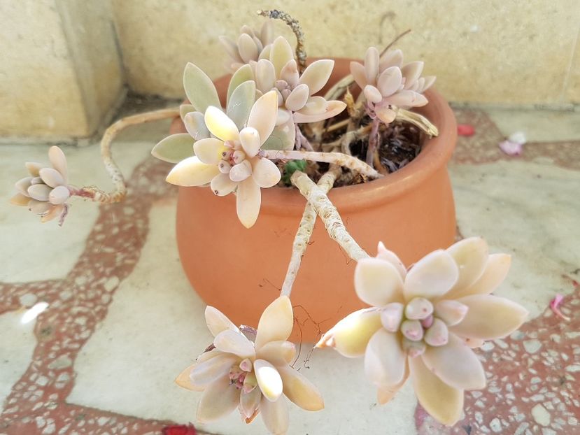 Graptosedum No id - Sedumuri de interior