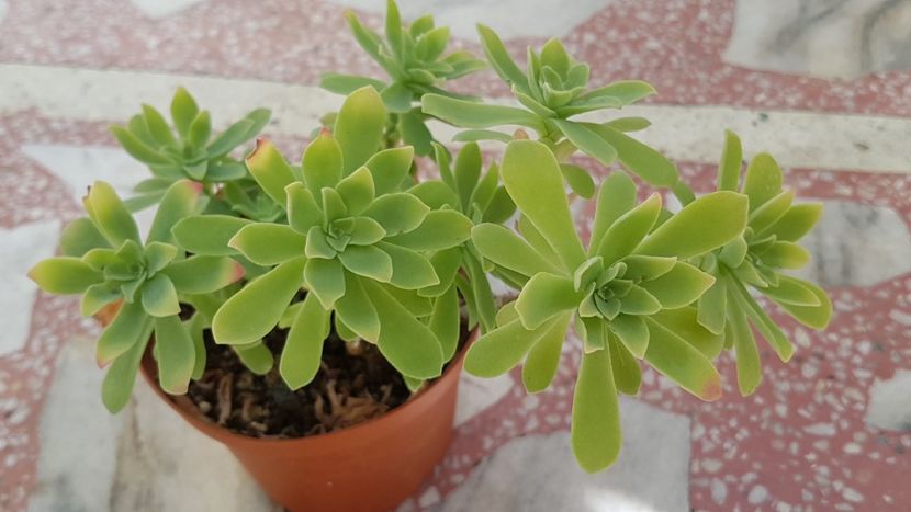 Sedum Palmeri - Sedumuri de interior