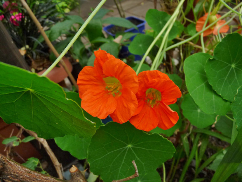  - 2020 - 03 - Toamna