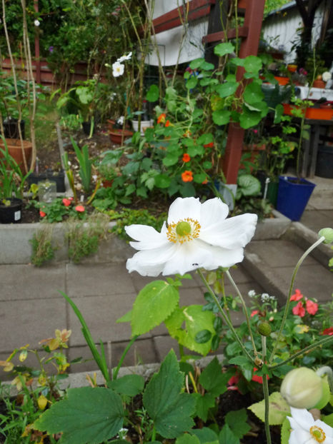  - 2020 - 03 - Toamna