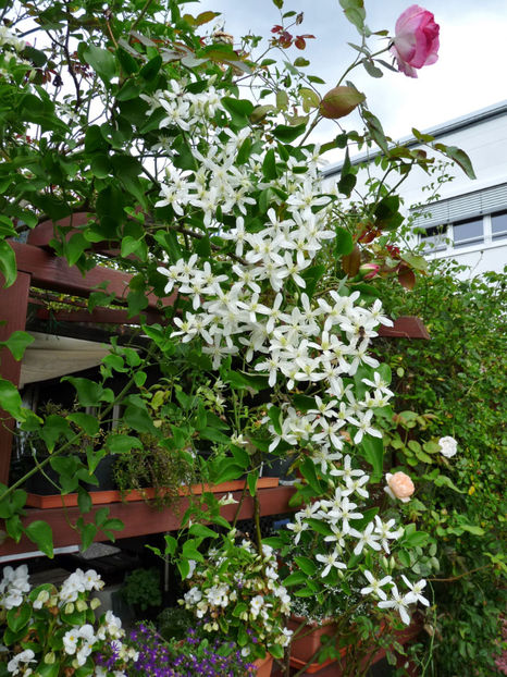  - 2020 - 03 - Toamna