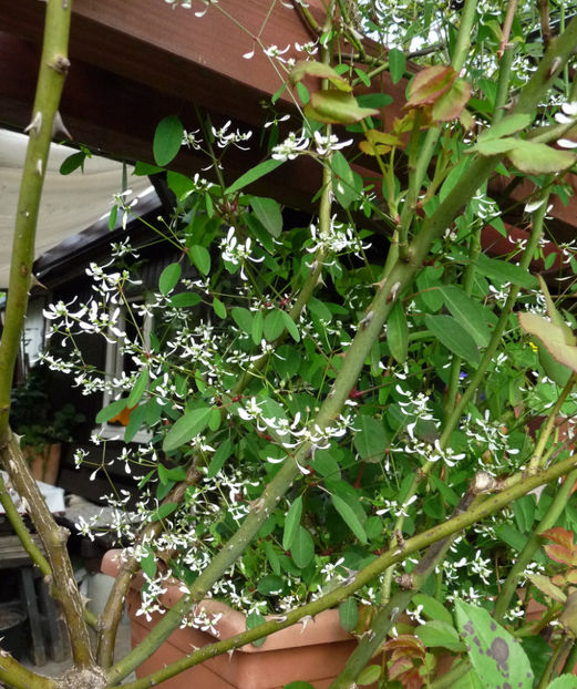  - 2020 - 03 - Toamna