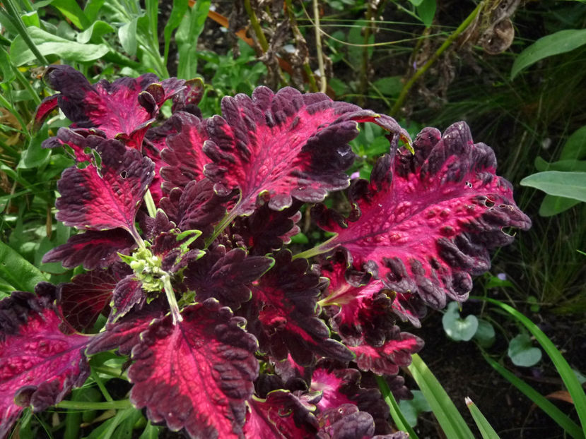  - 2020 - 03 - Toamna