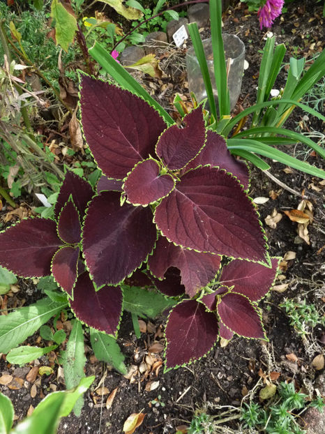  - 2020 - 03 - Toamna