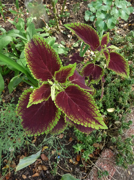  - 2020 - 03 - Toamna