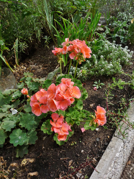  - 2020 - 03 - Toamna