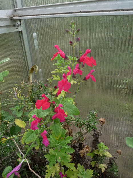  - 2020 - 03 - Toamna