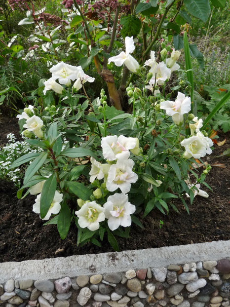  - 2020 - 03 - Toamna