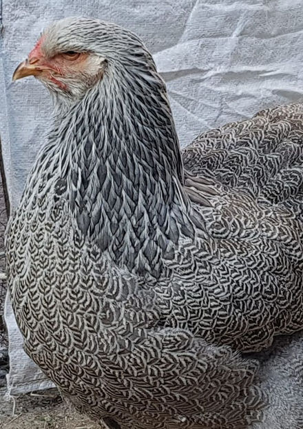 118957478_3580044875352625_2930590446469695745_o - a__Pui si tineret brahma 2020