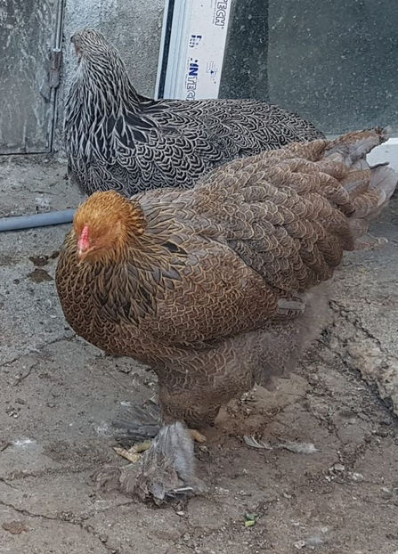 119036918_3570023853021394_353354610125704732_o - a__Pui si tineret brahma 2020