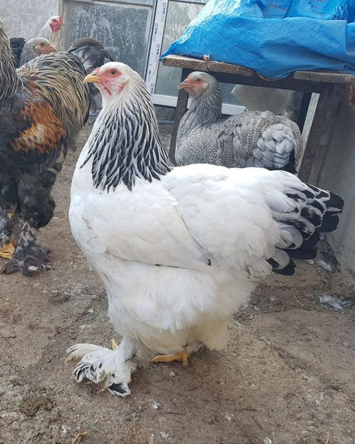 119182153_3572704406086672_2578414633416384513_o - a__Pui si tineret brahma 2020