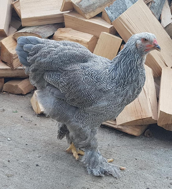  - a__Pui si tineret brahma 2020