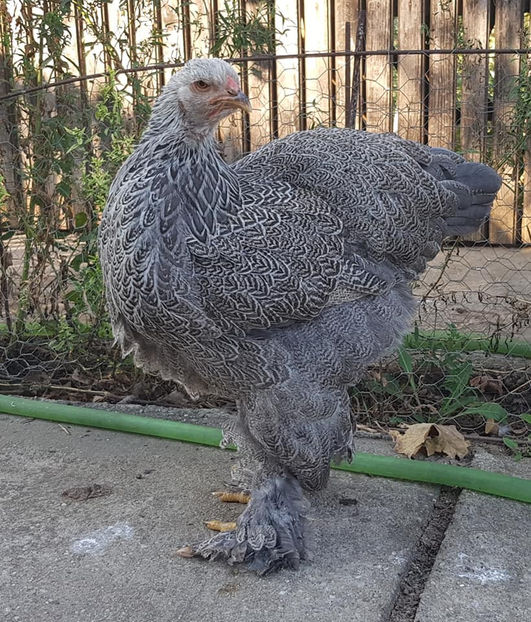  - a__Pui si tineret brahma 2020