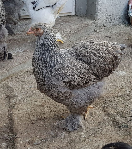 119218432_3578639905493122_1146133833984566978_o - a__Pui si tineret brahma 2020