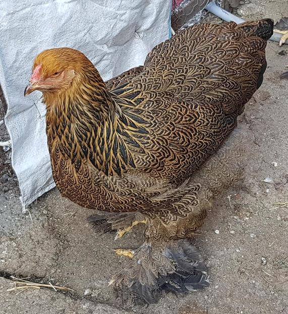  - a__Pui si tineret brahma 2020