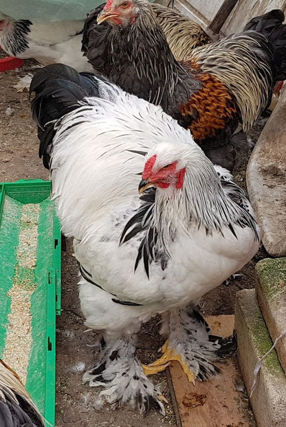 119423118_3585348278155618_2767679822906525834_o - a__Pui si tineret brahma 2020