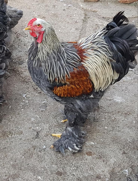  - a__Pui si tineret brahma 2020