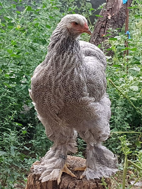 119510023_3585945071429272_1402971748990729719_o - a__Pui si tineret brahma 2020